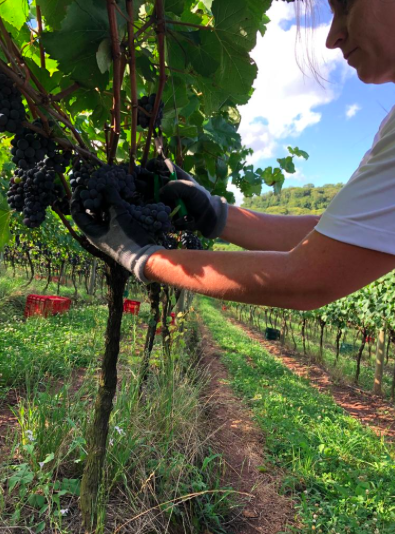 d267ee_020bdc8e5256463aa5020c11721bf09d~mv2