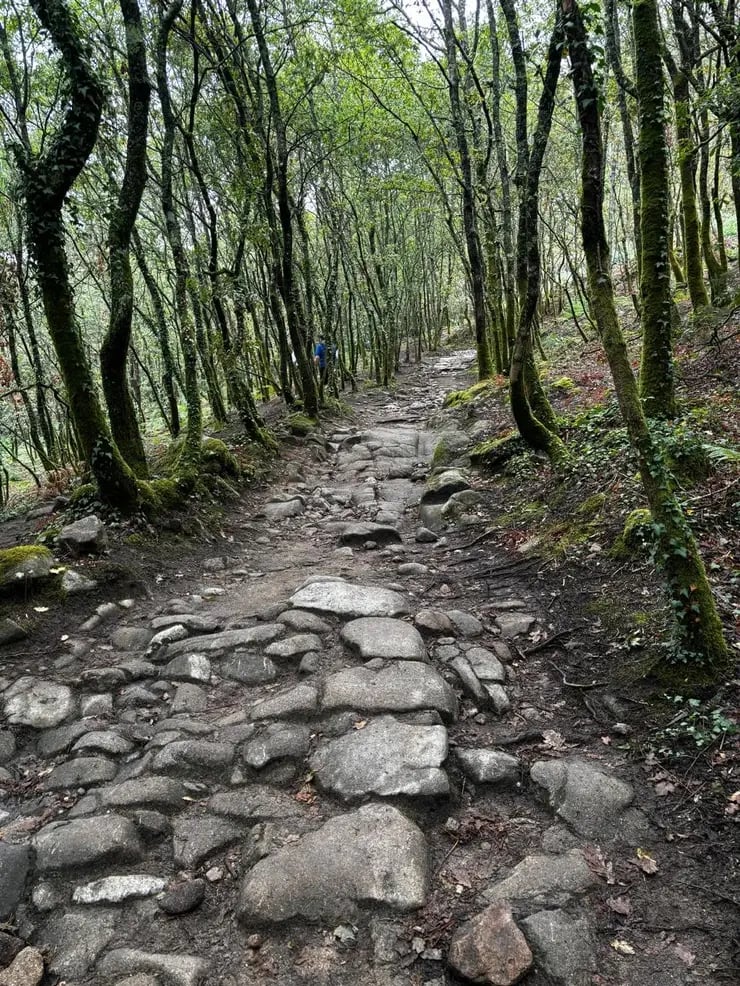 d267ee_235073f5c7cd4fbeb4c753294ea71bba~mv2