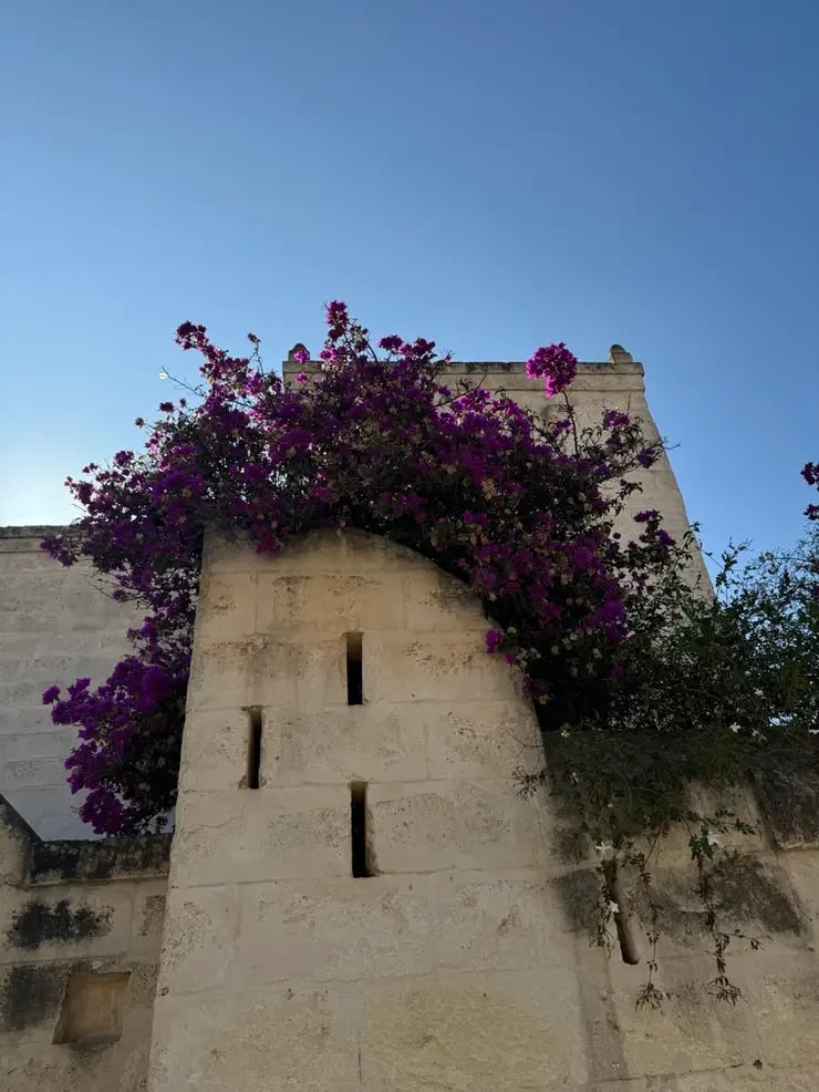 d267ee_4fa2a6c2bdae48eab4975a6093793e7a~mv2