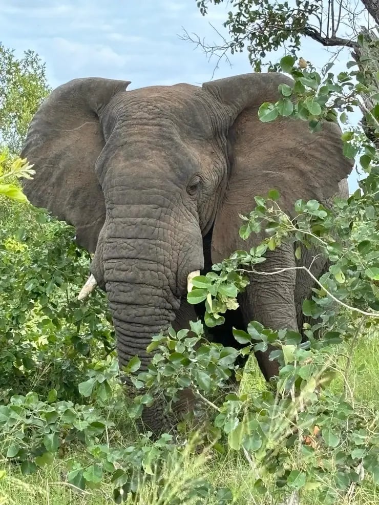 d267ee_6bd95d42f703409a847b04d86c074f3a~mv2