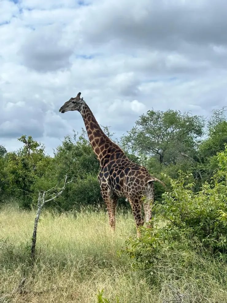 d267ee_887c1dc751574a1597c234c6570cd903~mv2