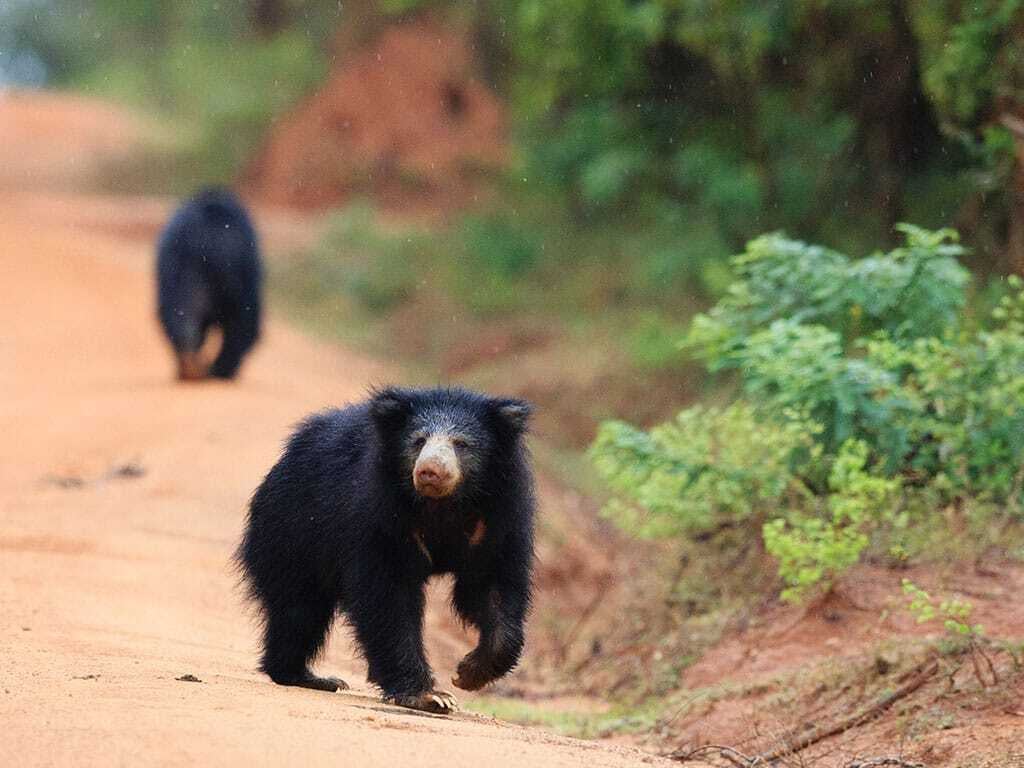 d267ee_990048d416334a4bbf3851aa680420e5~mv2