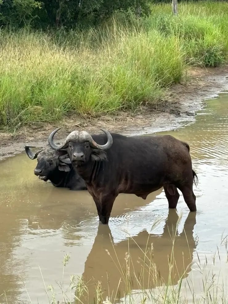 d267ee_b67784770a644c6d97eb091231ffbc08~mv2