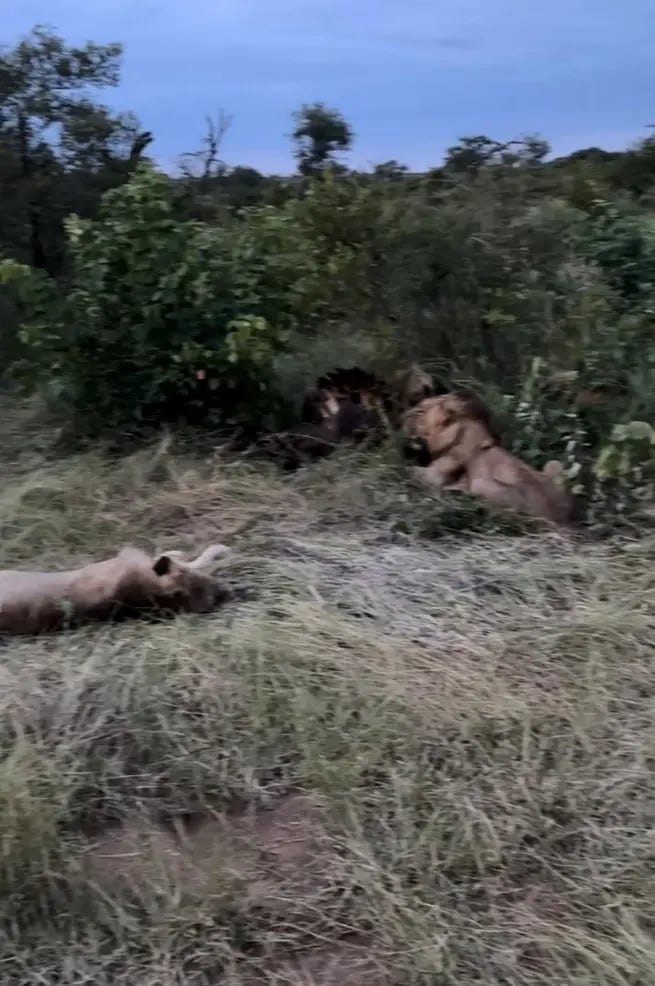 d267ee_d2b78c7a6fef404086fa44029c9025fd~mv2