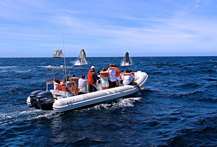 d267ee_0858dd9ce04d4bc691a3966a18728932~mv2